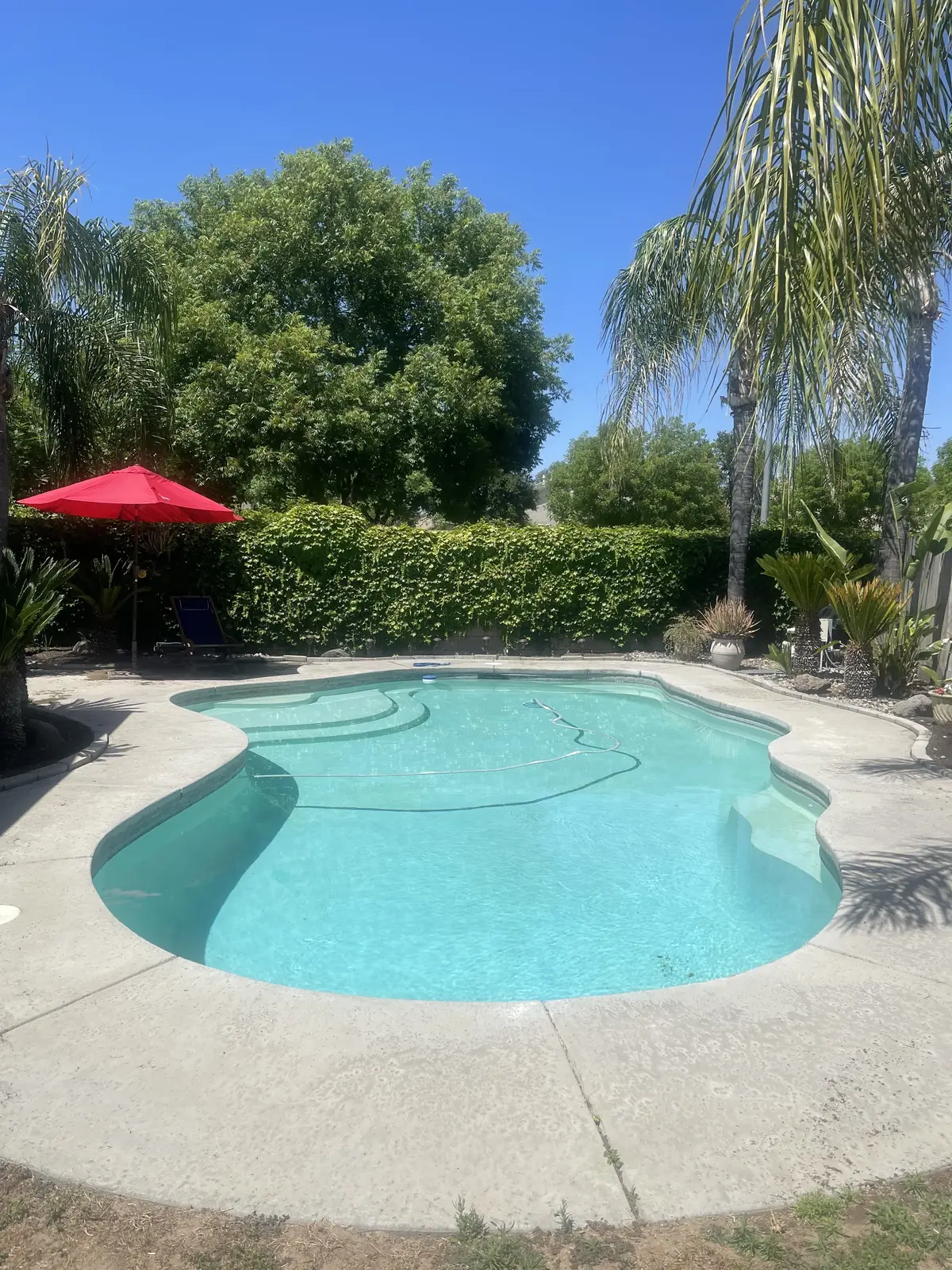 Crystal-clear turquoise pool with curved spa area and concrete deck, surrounded by palm trees and green landscaping - Cox Pool Services & Repair, Clovis, CA
