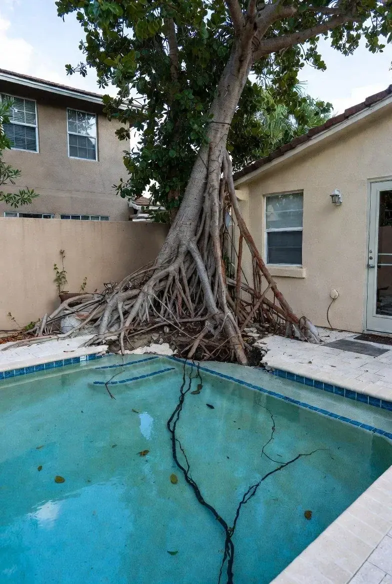 Neglected backyard pool with debris, dirty water, and large tree roots growing over the edge - Carlito's Way Pool Leak Detection, Miami, FL